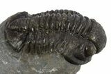 Detailed Gerastos Trilobite Fossil - Morocco #310248-1